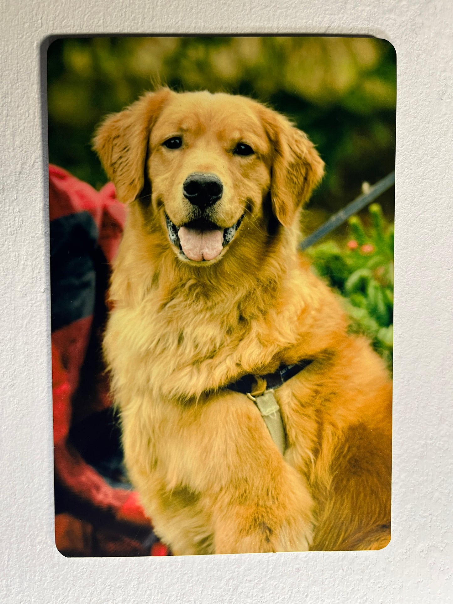 Quadro foto personalizzato con cane - regalo per amanti animali | Markaink